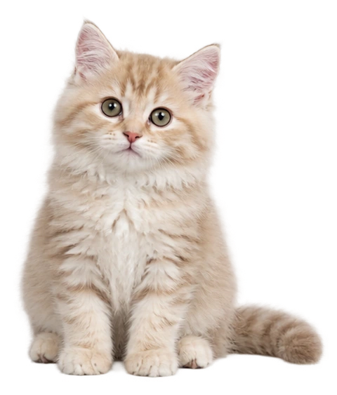 A cream kitten sitting beside the introduction