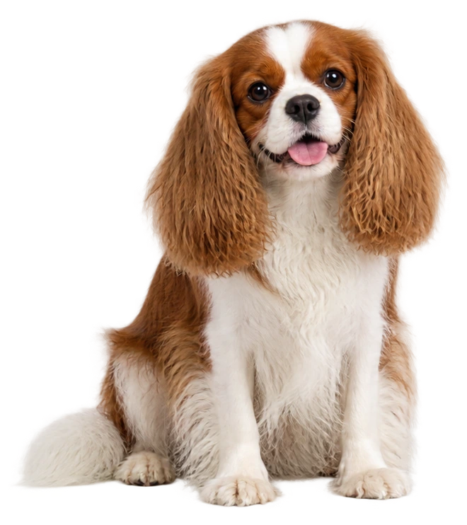 A friendly cavalier dog sitting beside the introduction